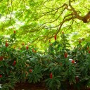 More Trees